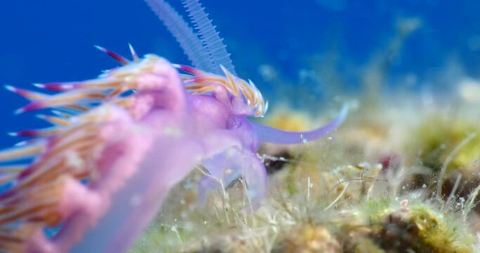 nudibranch underwater nudi close up flabellina sea slug ocean scenery