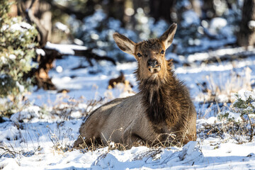 An elk resting on the ground in a winter wonderland