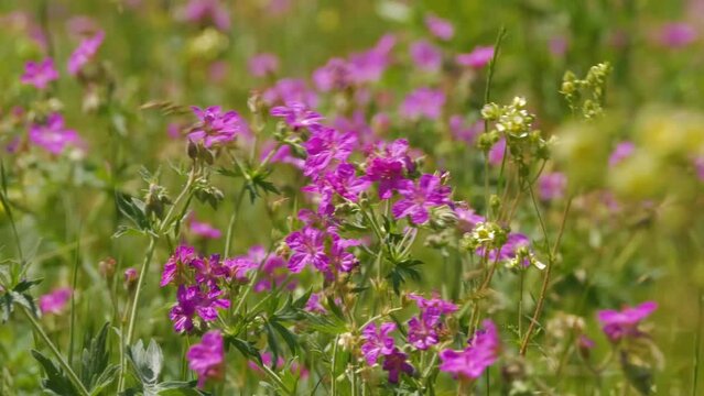 Native of woodland and meadows, Geranium sylvaticum (Wood Cranesbill) is a medium-sized, deciduous perennial which forms a bushy. 