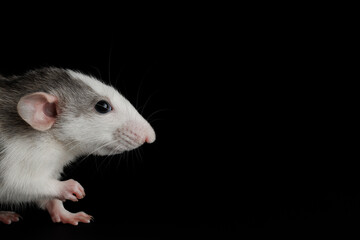 Colored rat isolated on a black background. Close-up portrait of a pest. Photo for cutting and writing