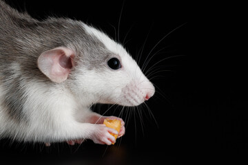 Colored rat isolated on a black background. A rodent eats cheese. Close-up portrait of a pest. Photo for cutting and writing