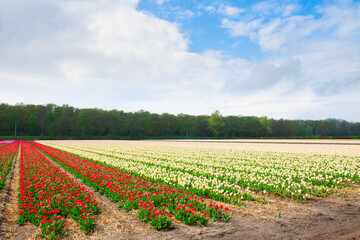 Fototapeta na wymiar Rows of pink an red dutch tulips close up