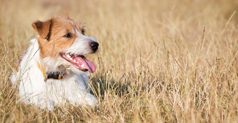 Banner of a healthy jack russell terrier dog as panting in the grass in summer - 753056930