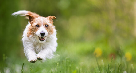 Playful happy active hyper dog running in the grass. Puppy hyperactivity banner or background. - 753056966