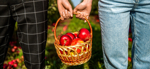 Picking apples. A man with a full basket of red apples in the garden. Organic apples. Woman and man...