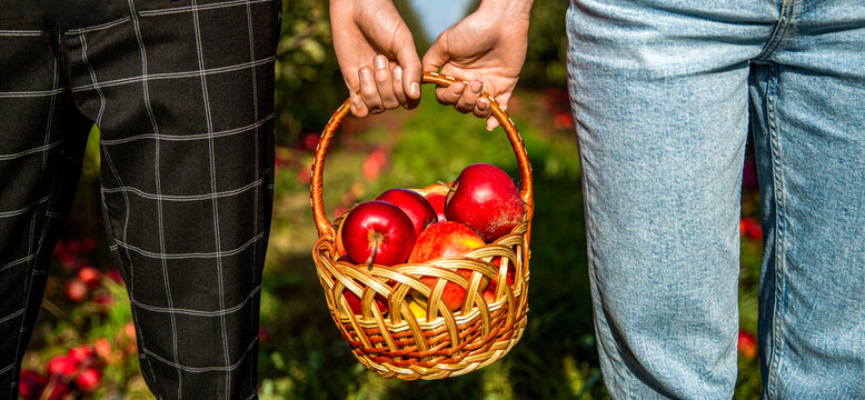 Picking apples. A man with a full basket of red apples in the garden. Organic apples. Woman and man harvesting apples. Hands, apple in basket. Woman and a man hold a basket apples in hand - Powered by Adobe