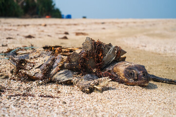 Rotten dead body of a turtle is laid on a sea beach, Extinction of endangered species 
