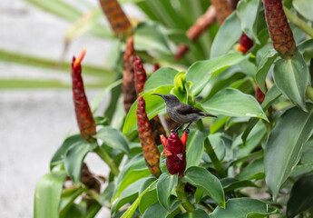 gray sunbird on tropical flowers in natural conditions in the Seychelles © константин константи