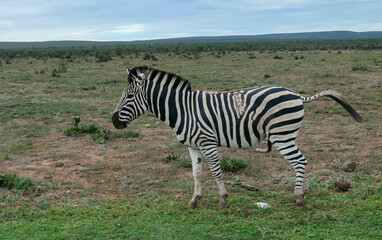 Fototapeta na wymiar Zebras in der Wildnis und Savannenlandschaft von Afrika