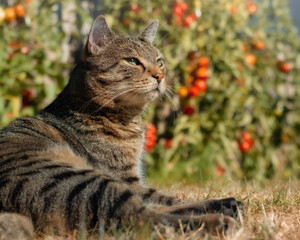 Tabby cat sitting in a vegetable garden on front of ripening tomatoes