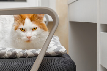 the cat sits at the owner's workplace.