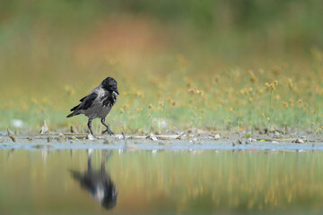 At mirror, the hooded crow, fine art portrait (Corvus cornix)