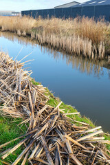 Plant remains on the bank of a ditch in early spring. Cleaning the ditches is mandatory in the Netherlands to guarantee the necessary water flow	