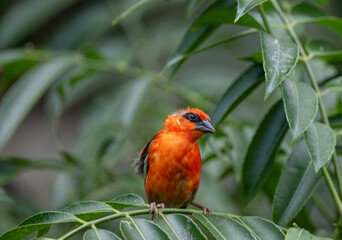 beautiful flycatcher on tropical flowers in natural conditions in Seychelles