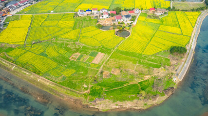 Fototapeta premium Aerial photography of rural rapeseed fields in Chuanwan Town, Liling City, Hunan Province
