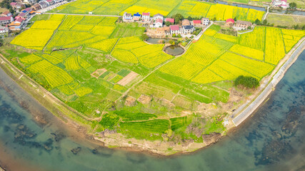 Fototapeta premium Aerial photography of rural rapeseed fields in Chuanwan Town, Liling City, Hunan Province