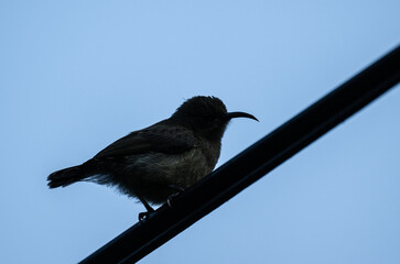 gray sunbird on tropical flowers in natural conditions in the Seychelles