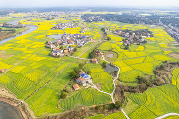 Aerial photography of rural rapeseed fields in Chuanwan Town, Liling City, Hunan Province