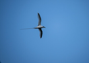 white-tailed chaise in flight in natural conditions in the Seychelles