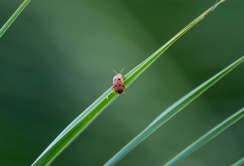 spotted brown beetle on a green palm leaf in the Seychelles