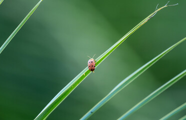 spotted brown beetle on a green palm leaf in the Seychelles