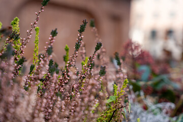 A bunch of flowers with green leaves and pink flowers