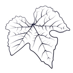 hand drawing of a grape leaf vector illustration