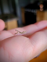 Praying Mantis on Human Finger, Gentle Wildlife Interaction, Macro View