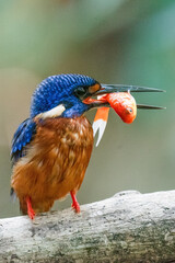 A blue-eared kingfisher alcedo meninting looks up in a perched pose enjoying the sunny day while looking for food