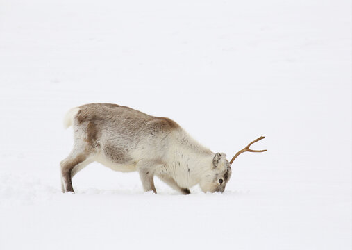 Renna nella neve sull'isola di Hinnoya, Norvegia