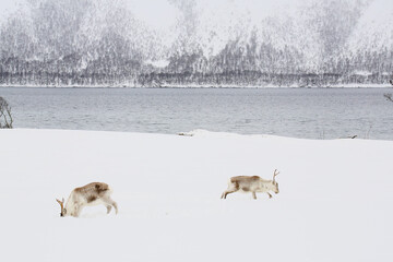 Renne libere nella neve mangiano. Fiordo di Austerfjorden, Troms, Norvegia