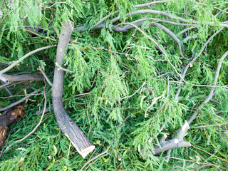Natural background made of spring trimmings of Mesquite leafy twigs and hefty boughs