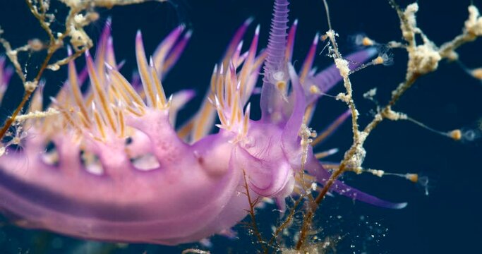 nudibranch underwater nudi close up flabellina sea slug ocean scenery