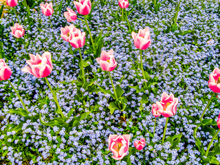 pink tulips growing in the meadow - 753068563