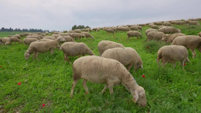 Flock of Merino sheep in Mount Carmel Israel