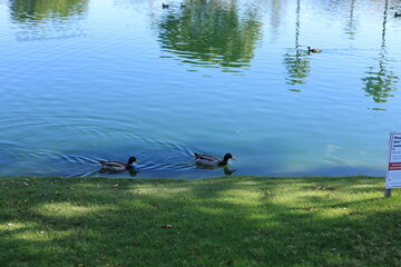 Ducks swimming past sign about feeding restriction of waterfowl in a lake of Dos Lagos Park.