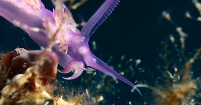 nudibranch underwater nudi close up flabellina sea slug ocean scenery