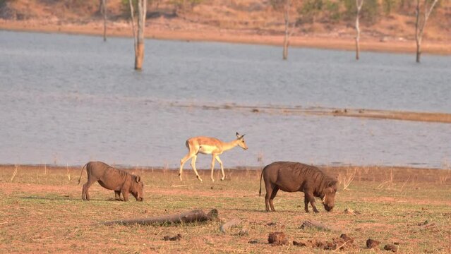 Warthogs grazing, Impala walking in the background