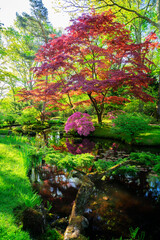 green grass and blooming trees with pond in japanese garden in The Hague, Netherlands
