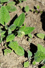 Tuberous comfrey flowers