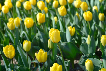 Tulip Strong Gold flowers