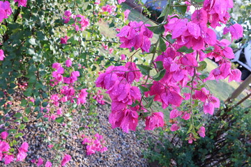 Bougainvillea inflorescence cluster of pink ornamental flowers with clear rain drops hanging from trellis, backlit shot