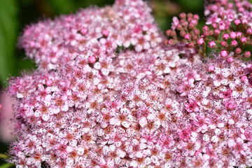 Japanese meadowsweet flowers