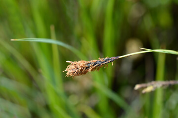 Black sedge fower