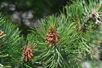 Dwarf mountain pine branch with seed cone