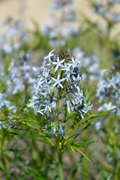 Blue Star Ernst Pagels flowers