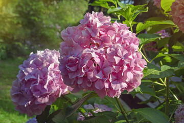 Beautiful pink Hydrangea flowers ( Hydrangea macrophylla ) in summer