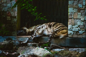 Closeup of a spotted hyena resting in the zoo.