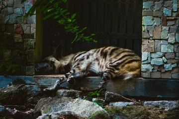 Foto op Plexiglas Closeup of a spotted hyena resting in the zoo. © DiversePixels