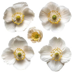Obraz premium Captivating Japanese Anemone Blooming in a Summer Garden: Delicate Pink Flowers in Nature's Splendor